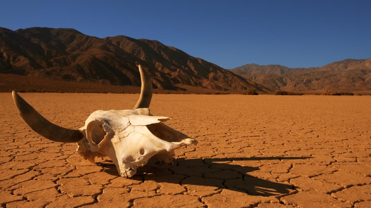 Безжизненные земли (общая локация без привязки к месту) Desert-skull